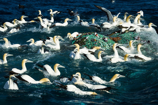 Cape Gannets scavenging from a commercial purse-sein net as it i