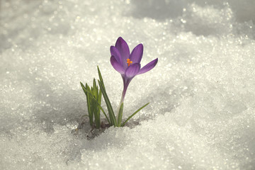 Крокус фиолетовый на снегу в весенний солнечный день, фон для праздничной пасхальной открытки.