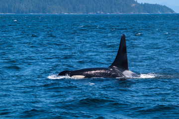 Fototapeta premium Swimming killer whale in Broughton Archipelago Marine Provincial Park