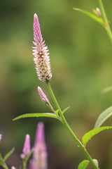 beautiful wool flower : cockscomb or chainesewoolflower (selective focus)
