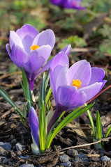  Two purple crocus flowers