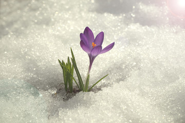 Fototapeta na wymiar Крокус фиолетовый на снегу в весенний солнечный день.