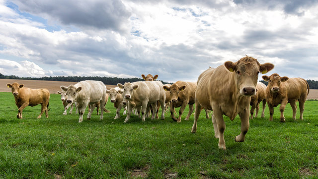 Neugierige Rinder in Bewegung