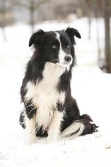 Border collie sitting