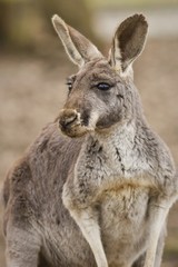 Naklejka na ściany i meble Beautiful and cute kangaroo in the dry habitat, australian fauna, strange animals in australia, another world