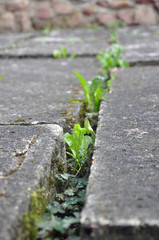 Green plantains sprouted between paving concrete slabs, closeup.