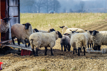 Obraz premium Flock of sheep standing in a field waiting