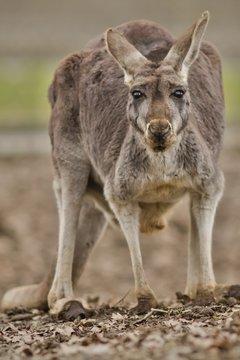 Beautiful and cute kangaroo in the dry habitat, australian fauna, strange animals in australia, another world