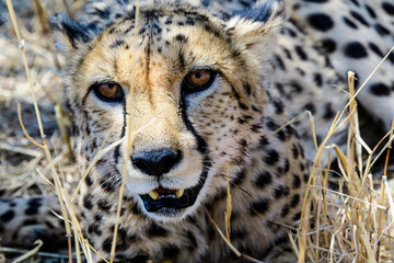 Head shot of a cheetah 