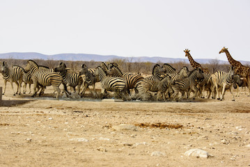 Nervous Zebras panicing at the waterhole