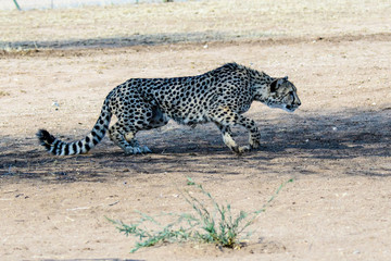 stalking cheetah on the prowl