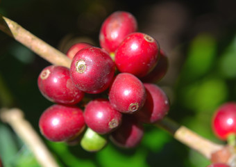 Closeup view of red coffee beans. Coffee beans in a coffee plantation in Coorg, India.