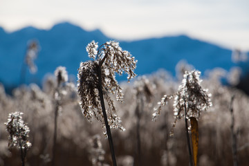 Close-up of a swamp grass in front of a mountain