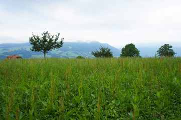 Alpine landscape with green meadow and trees