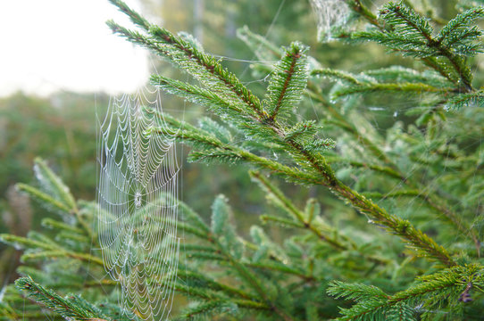 Fototapeta Fir tree with spider web in forest
