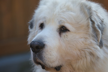 Pyrenaen Mountain Dog portrait