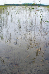 Rural lake landscape with reed