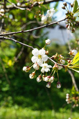 Branch of white flower of blossom chery