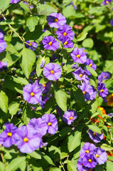 Solanum rantonnetii purple flowers