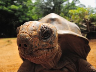Big Aldabra tortoise detail in Mauritius.