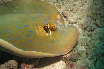 Stingray, Red Sea, Egypt © Heïdi Lafeuil