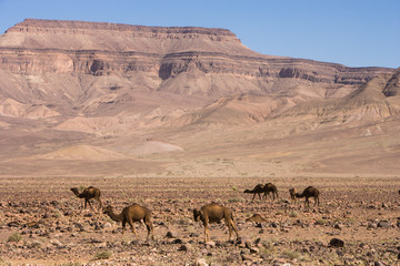 Dromedary at the R108, Morocco