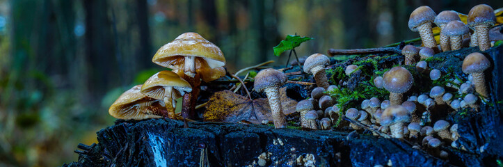 Pilze auf Baumstamm, Wald, Mecklenburg Vorpommern