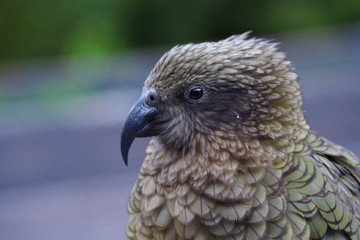 キーア（ニュージーランド固有種）