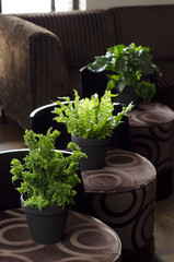 Green plants on brown chairs  in a appartment