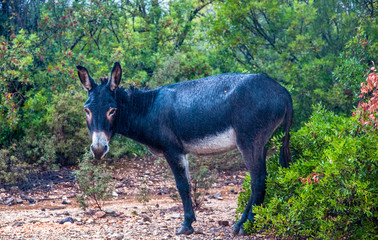 Donkey in the rain