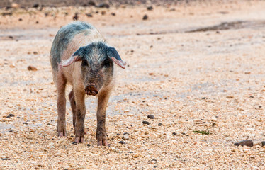 Wild boar on Sardinia