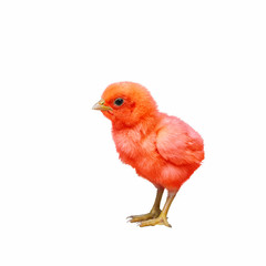 Colorful baby chicken isolated with white background.