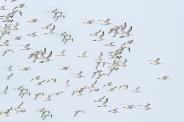 Group of birds flying with sky background.