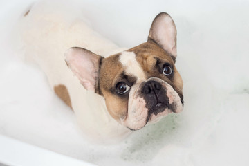 french bulldog takes a bath