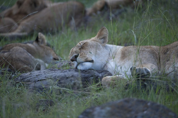 Lions taking afternoon nap, Masai Mara, Kenya, Africa