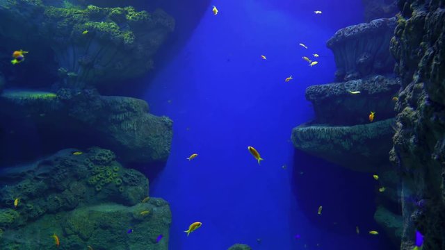 Flock of cichlid fish in big aquarium, beautiful underwater background. Cyphotilapia frontosa