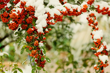 Rowan branch under snow in the winter. Selective focus.