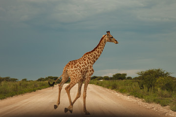 giraffe in the bush at sunset against the sky   in the Etosha Pa