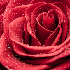 Close-up of Red Rose with Water Droplets