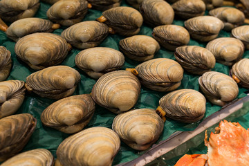 Fresh clams for sale at a fish market