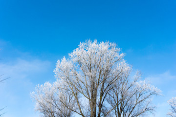 Weiße Bäume an einem Wintermorgen.