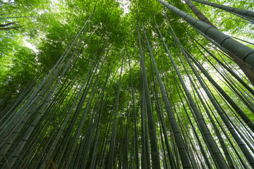 Green bamboo tree canopy