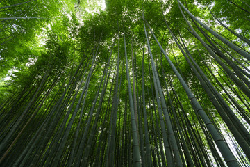 Fototapeta na wymiar Bamboo forest at Arashiyama