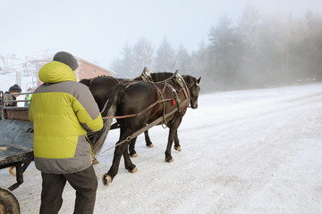 Magnificent ponies in the snow. Horses on the slopes