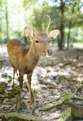 Naklejka na ściany i meble Deer in Nara city