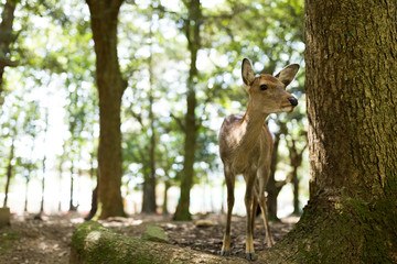 Wild deer in Nara Park