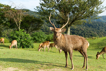 Obraz premium Nara male deer