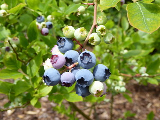 Leckere Blaubeeren