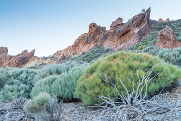 Landschaft mit Pflanzen und Felsen im Nationalpark Teide, Teneriffa, Spanien