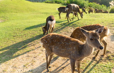 Naklejka na ściany i meble Group of Deer in Nara